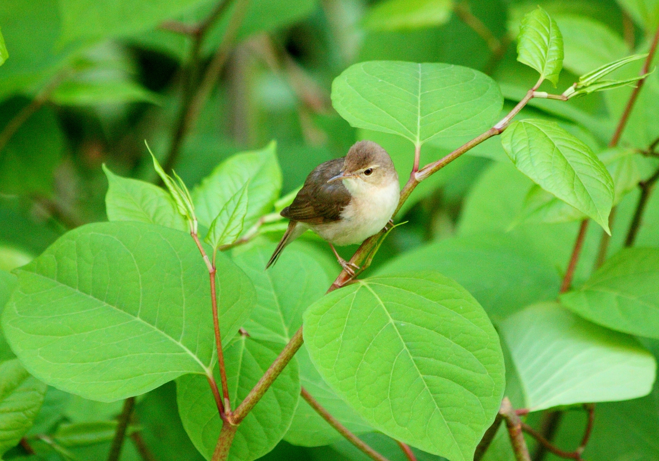 Говорят тоже соловей :)