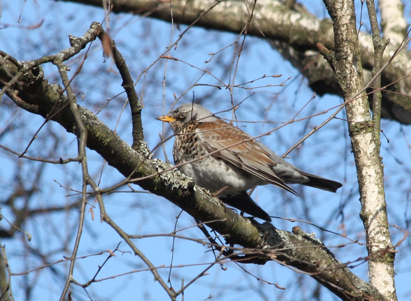 Дрозд-рябинник