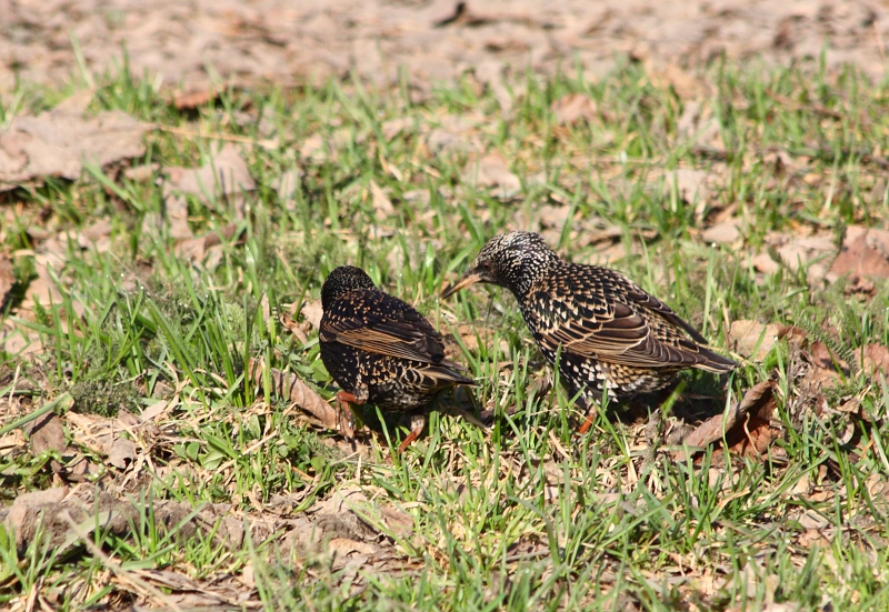 Мы с Тамарой Ходим парой