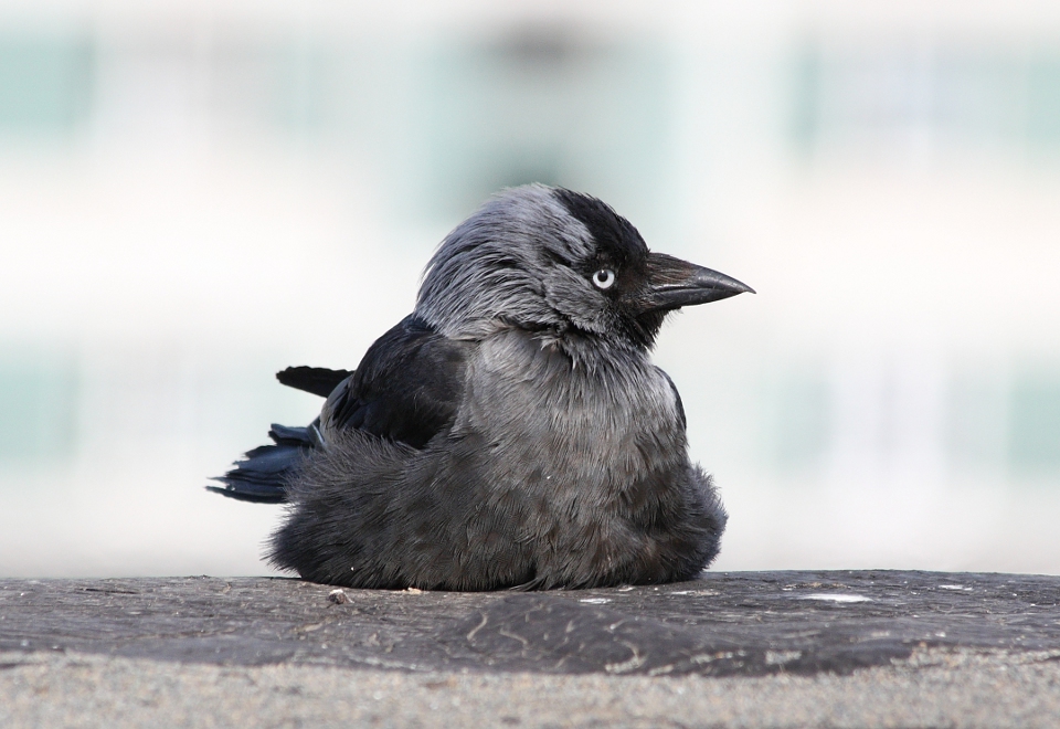 Каркуша на солнышке