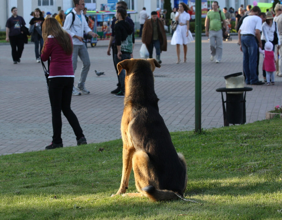Наблюдатель